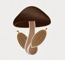 Ceremony Mushroom Chocolate logo